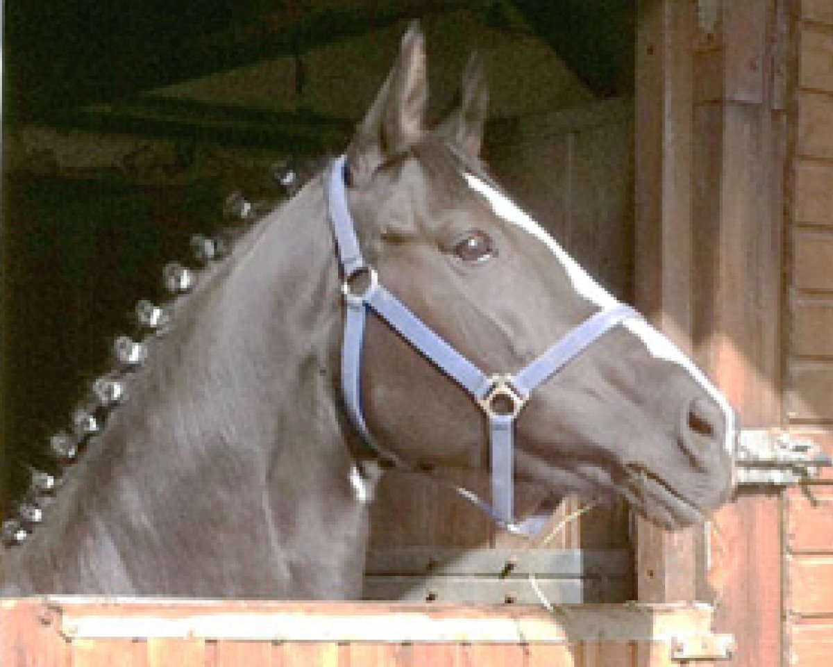 Zuchtstute Laetitia L (Hannoveraner, 2002, von Latimer)
