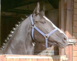 broodmare Laetitia L (Hanoverian, 2002, from Latimer)