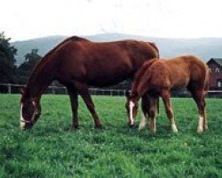 broodmare Winnipeg (Hanoverian, 1990, from Westbury)