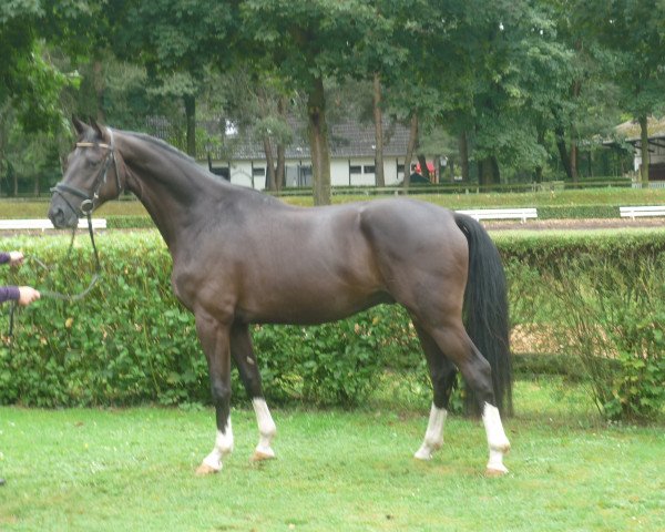 horse Wallach von Don Index (Hanoverian, 2013, from Don Index)