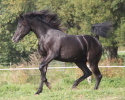 horse Bizan (Vollblutaraber, 2015, from Black Diamond ox)
