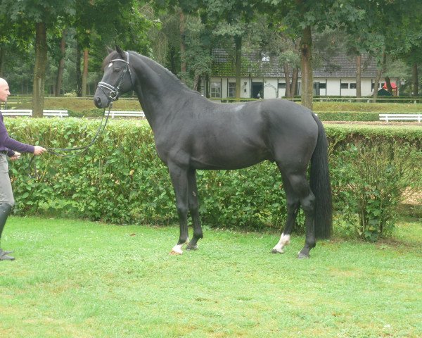 dressage horse Hengst von St. Moritz Junior (Hanoverian, 2012, from St. Moritz Junior)