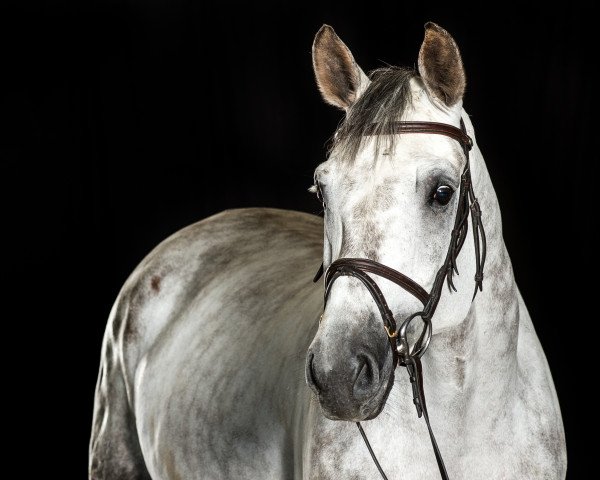 broodmare Corthaga (Zangersheide riding horse, 2010, from Cortez 49)