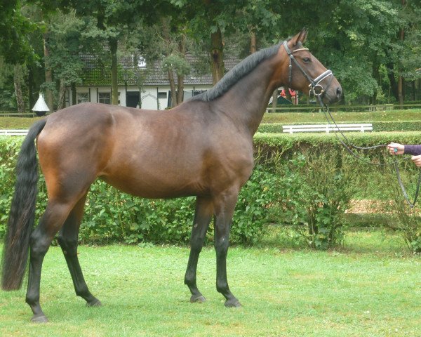 dressage horse Stute von Heinrich Heine (Hanoverian, 2013, from Heinrich Heine)