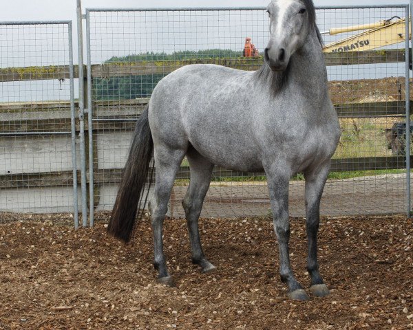 horse Aliseda IV (Pura Raza Espanola (PRE), 2012, from Sultan LXXV)