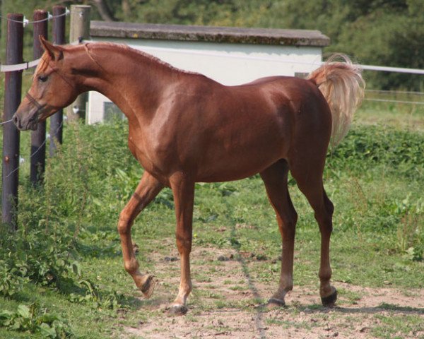 stallion Bakir Sabah (Arabian thoroughbred, 2015, from Black Diamond ox)