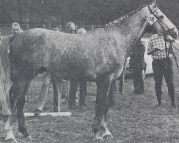 stallion Kurfuerst (Zweibrücken, 1971, from Kurpfalz)