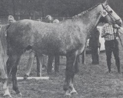 Deckhengst Kurfuerst (Zweibrücker, 1971, von Kurpfalz)