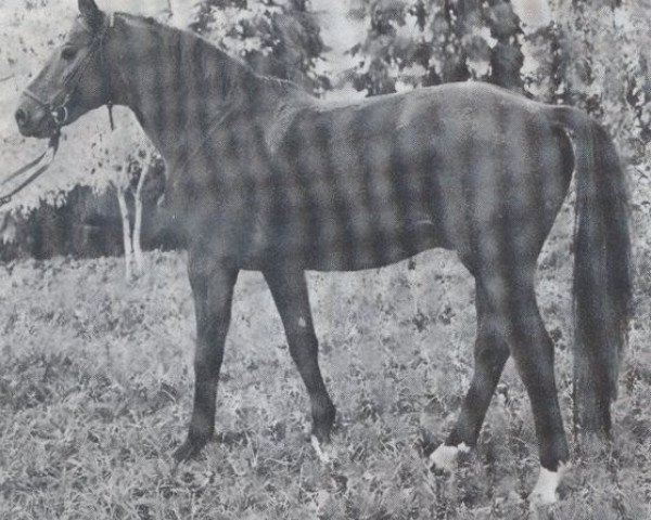 stallion Happy-End (Zweibrücken, 1967, from Horrido)