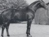 stallion Weltloewe (Hanoverian, 1978, from Weltmeister)