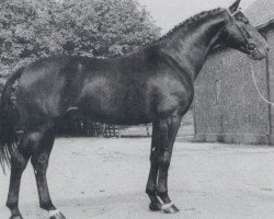 stallion Weltloewe (Hanoverian, 1978, from Weltmeister)