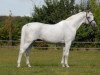 stallion Galan ShA (Shagya Arabian, 1996, from Gadar ShA (ex Ibrahim))