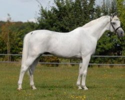 Deckhengst Galan ShA (Shagya-Araber, 1996, von Gadar ShA (ex Ibrahim))