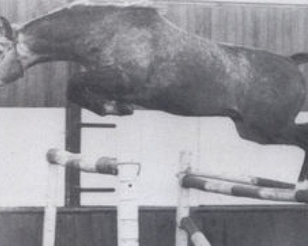 stallion Gadar ShA (ex Ibrahim) (Shagya Arabian, 1977, from Diem ox)