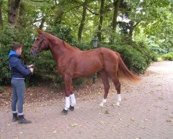 Pferd Floris (Hannoveraner, 2012, von Fuechtels Floriscount OLD)