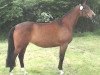 broodmare Farfadet (Hanoverian, 1993, from Falkland)