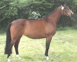 broodmare Farfadet (Hanoverian, 1993, from Falkland)