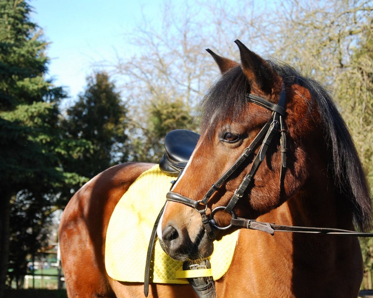 dressage horse Tengo (Polish Pony, 2006, from Cabernet)