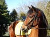 dressage horse Tengo (Polish Pony, 2006, from Cabernet)