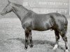 stallion Halt (Hanoverian, 1916, from Honorat)