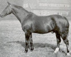 stallion Halt (Hanoverian, 1916, from Honorat)