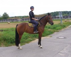 dressage horse Chicca (Freiberger, 2012, from Niro)