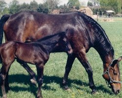 Zuchtstute Jara (Sachsen-Anhaltiner, 1990, von Jura)