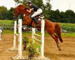 jumper Valerio 14 (Hanoverian, 2008, from Valentino)