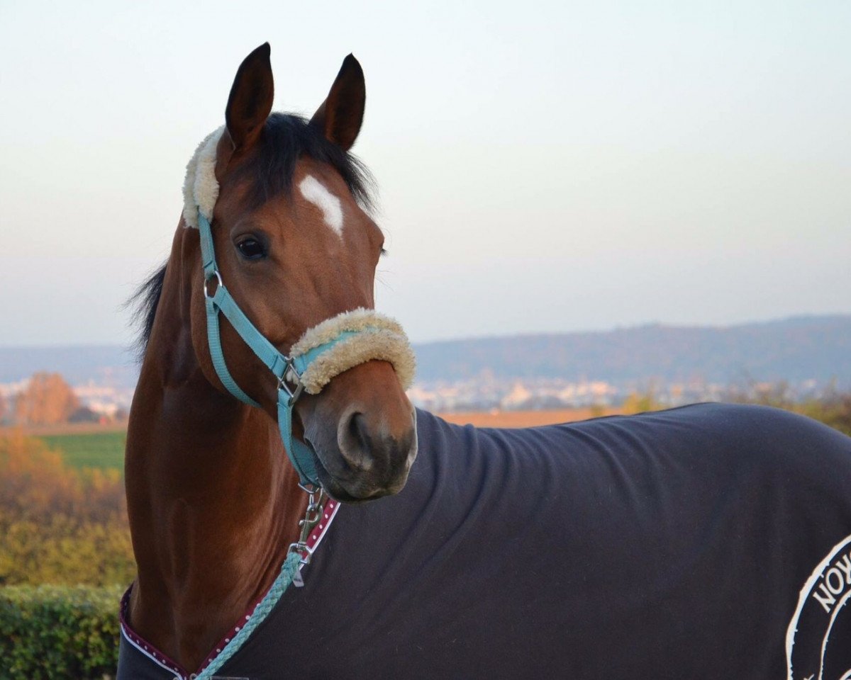 broodmare Venezia 69 (Holsteiner, 2005, from Acord II)