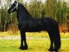 stallion Olof 315 P (Friese, 1988, from Reitse 272)