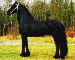 stallion Olof 315 P (Friese, 1988, from Reitse 272)