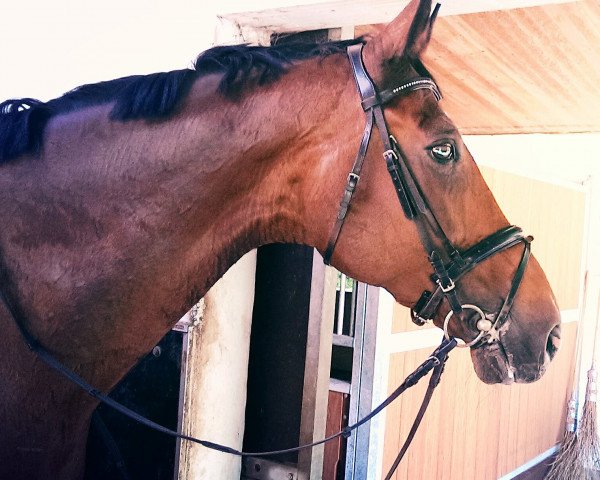 horse Forest Royal (Hanoverian,  , from Foxhunter)