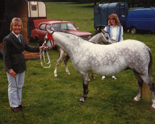 Zuchtstute Gredington Thetis (Welsh Mountain Pony (Sek.A),  , von Gredington Orlando)