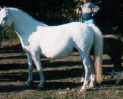 broodmare Pendock Lilac Time (Welsh mountain pony (SEK.A), 1967, from Twyford Juggler)