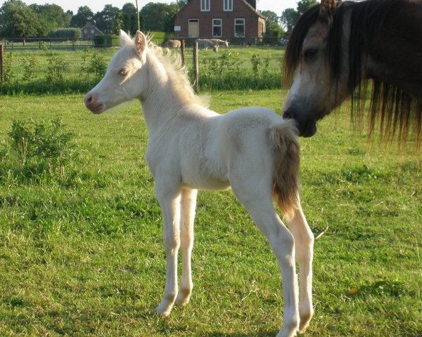 Zuchtstute IJsselblik Seren Aur (Welsh Mountain Pony (Sek.A), 2016, von Harringworth Millionaire)