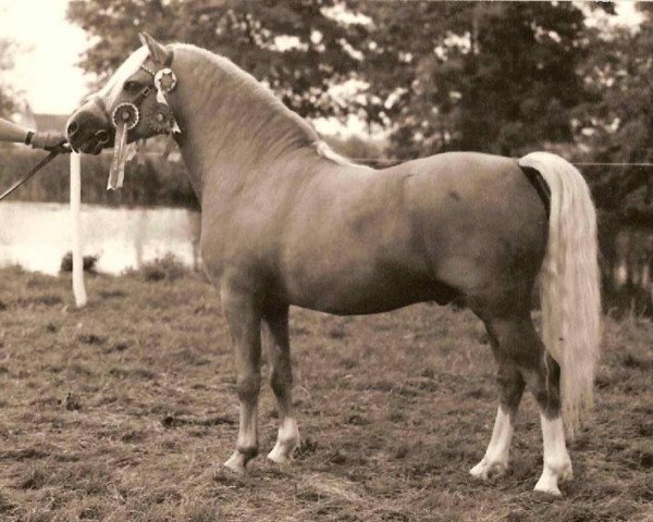 Deckhengst Revel Saled (Welsh Mountain Pony (Sek.A), 1970, von Coed Coch Saled)
