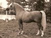 stallion Revel Saled (Welsh mountain pony (SEK.A), 1970, from Coed Coch Saled)