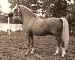 stallion Revel Saled (Welsh mountain pony (SEK.A), 1970, from Coed Coch Saled)