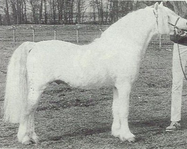 stallion Southfields Peter Pan (Welsh mountain pony (SEK.A), 1975, from Revel Saled)