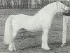 Deckhengst Southfields Peter Pan (Welsh Mountain Pony (Sek.A), 1975, von Revel Saled)