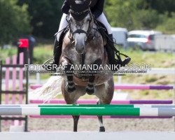 jumper Eturnity (KWPN (Royal Dutch Sporthorse), 2009, from Tinka's Boy)