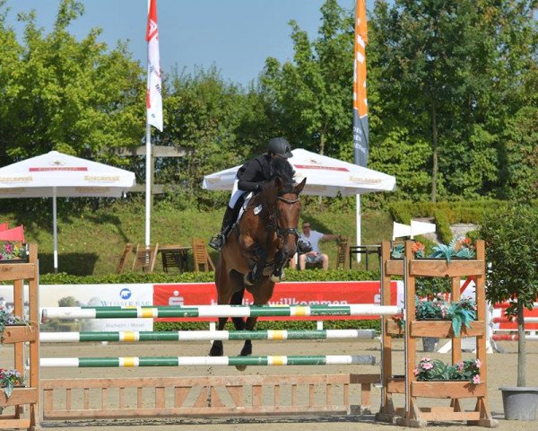 Springpferd Babylon Sr Z (Zangersheide Reitpferd, 2009, von Caspar (Berlin))