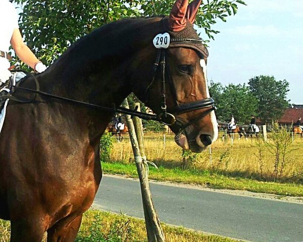 jumper Emily N (Hanoverian, 2008, from Escudo I)