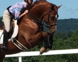 dressage horse Solayka (Westphalian, 2010, from Watermill Scandic)