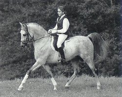 stallion Shaglavy (Shagya Arabian, 1981, from Shagya XXXIX-11)