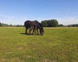 horse Pamina (Welsh Partbred, 2016, from Black Edition R)