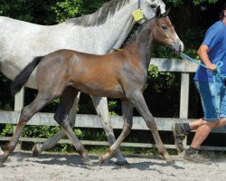 Springpferd Angel from Armstrong Z (Zangersheide Reitpferd, 2016, von Armstrong van de Kapel)