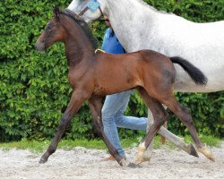 Springpferd Dynamo van Broekhoven WF Z (Zangersheide Reitpferd, 2016, von De Flor 111 Z)