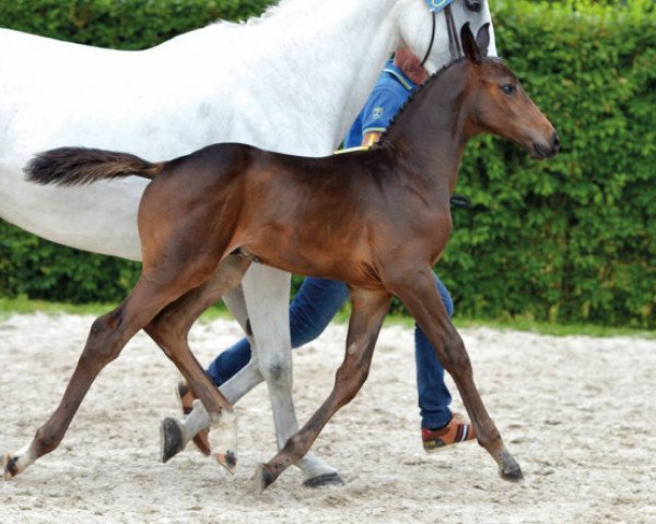 jumper Diamanto SC Z (Zangersheide riding horse, 2016, from Diamant de Semilly)