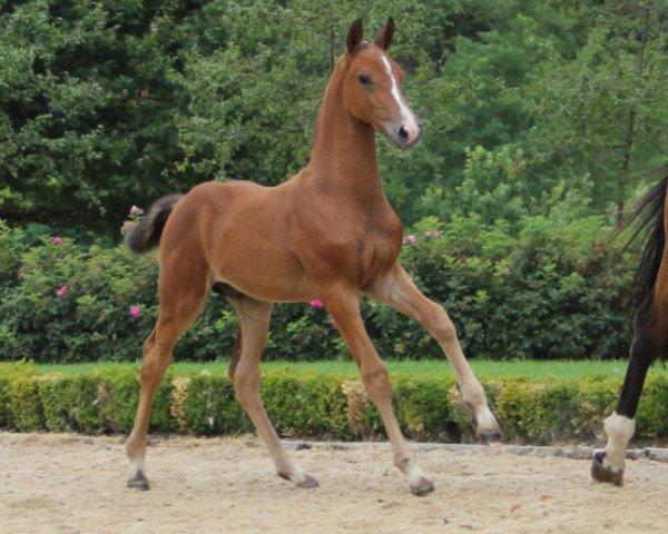 jumper Balzac de Hus Z (Zangersheide riding horse, 2016, from Baloubet du Rouet)